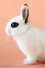 《饿狼传说：狼之城》新角色预告：马尔科·罗德里格斯